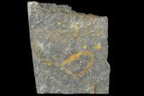 Ordovician Crinoid Fossil - Kaid Rami, Morocco #102832-1